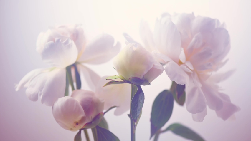 Beautiful white and pink peony flowers bouquet opening background. Time lapse of Blooming peony or roses flower opening close-up. Wedding bunch backdrop, Valentine