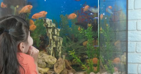 Enjoy fish swimming. A little girl enjoy her home aquarium by the glass in the room.