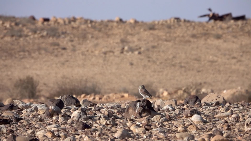 Little owl standing on rock in the desert and flying away
Long slow motion shot from Israel,2021
