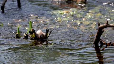 European Goldfinch bathing in stream
Medium slow motion shot from Israel,2021
