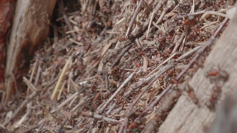 Close up footage of moving ants. Collective insects work in anthill.