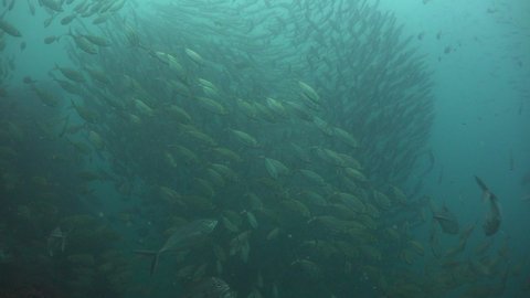  Underwater footage of a school of barracuda (Sphyraena sp.) fish. Filmed in the Gulf of Thailand 