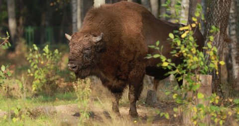 European Bison Or Bison Bonasus, Also Known As Wisent Or European Wood Bison In Autumn Forest 4K
