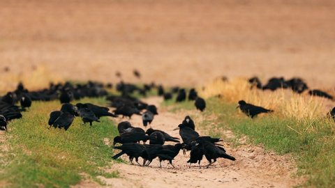 Corvus corax bird or common raven feeding in field.