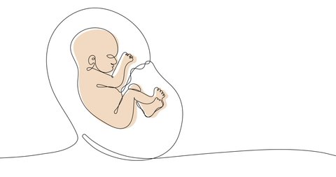 Animated continuous line drawing of baby in womb. Suitable for a prenatal or reproductive clinic, pregnancy brochure, surrogacy agency. 