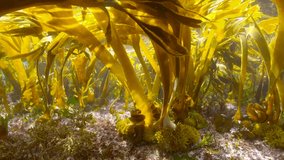 Underwater moving in kelp forest in shallow water in the Atlantic ocean (algae seaweeds Furbellows, Saccorhiza polyschides), Spain, Galicia