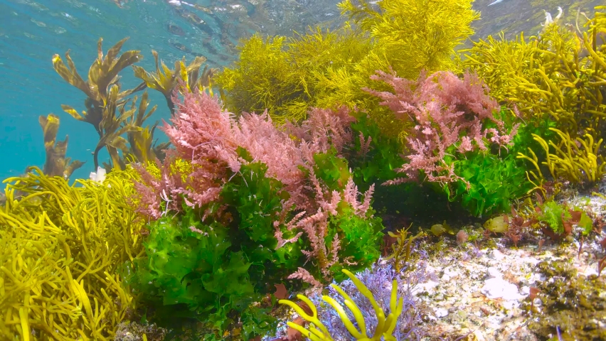 Colors of various marine algae underwater in the ocean, Eastern Atlantic, Spain, Galicia Royalty-Free Stock Footage #1084103290