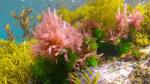 Colors of various marine algae underwater in the ocean, Eastern Atlantic, Spain, Galicia