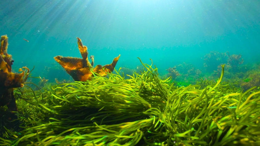 Green and brown algae on the ocean floor underwater seascape, Eastern Atlantic, Spain, Galicia Royalty-Free Stock Footage #1084103293