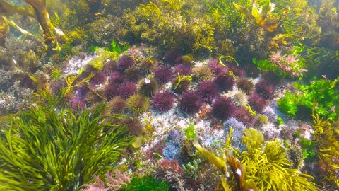 Sea urchins underwater (Paracentrotus lividus) surrounded by algae in the ocean, Atlantic, Spain, Galicia