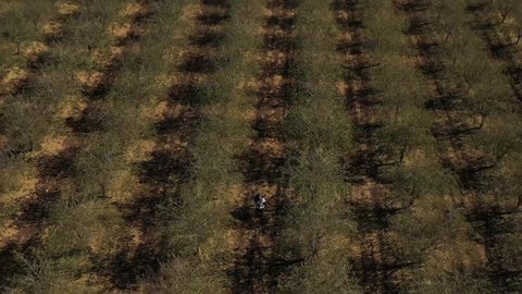 Santa Claus Walking in an orchard of almonds In The Golan Heights,
Drone Aerial Shot Over Santa Walking in the middle of the day at the North, Israel.