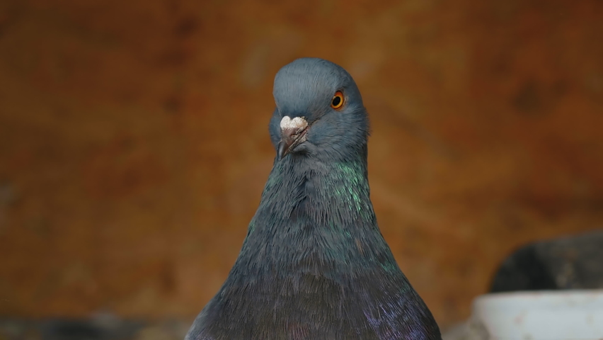 Close up of a lovely pigeon. Bird looking at camera. | Shutterstock HD Video #1084105144