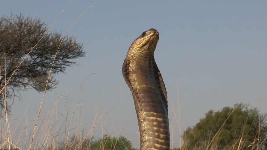 snouted cobra spread hood aggressive posture Stock Footage Video (100% ...