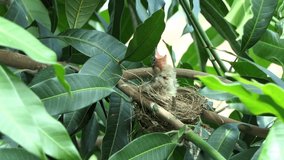 mother bird feeding her baby bird in the bird's nest. selective focus.