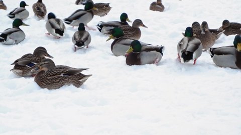 A group of pigeons, ducks and drakes walk in the snow in winter. Birds sit, eat seeds, flap their wings on the river bank. A river, lake and water are visible in the background. 4K