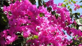 Beautiful pink purple bougainvillea creeper flowers sway in wind. Beautiful summer floral background. Slow motion video. Summer vacation, relaxation. Beautiful pink floral background, blue sky.