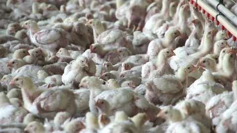 Intensive large scale factory farming of chickens in broiler houses