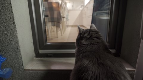Gray cat looks through the glass window meows behind a closed door on the balcony of the apartment. High quality 4k footage