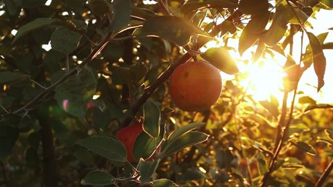 Red Apple hanging on branch of apple tree in orchard. Fruit Autumn harvest in garden. Organic food - Apples farm plant in nature at Sunset. 