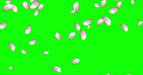 Animation flying Pink Cherry blossom petals. Seamless loop pattern with falling japanese spring sakura on green. Beautiful design for wedding, Valentines day, mother's day. 4k motion graphic