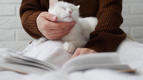 Woman strokes a white cat while reading a book. Cute white cat lies next to a woman reading a book and taking time to a pet.