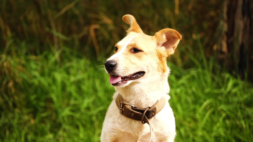 White dog with orange ears and collar close-up on a background of green nature.