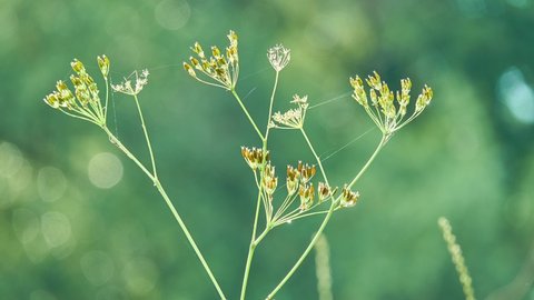 Caraway, also known as meridian fenneland Persian cumin (Carum carvi), is biennial plant in family Apiaceae,native to western Asia, Europe, and North Africa.