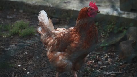 a beautiful chicken walking slowly in a hen house