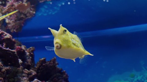 Ostraciidae is a family of squared, bony fish belonging to the order Tetraodontiformes, Fish in the family are known variously as boxfishes, cofferfishes, cowfishes and trunkfishes 