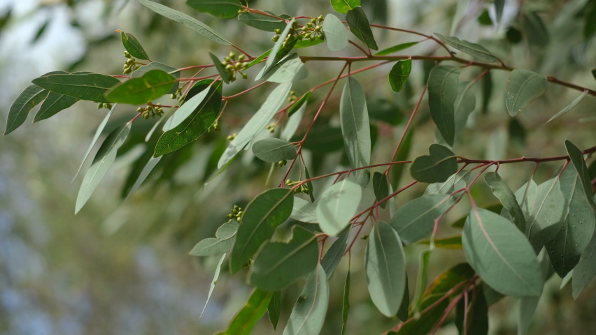 Eucalyptus tree branch moving on wind blow,evergreen plants nature | Shutterstock HD Video #1084130614