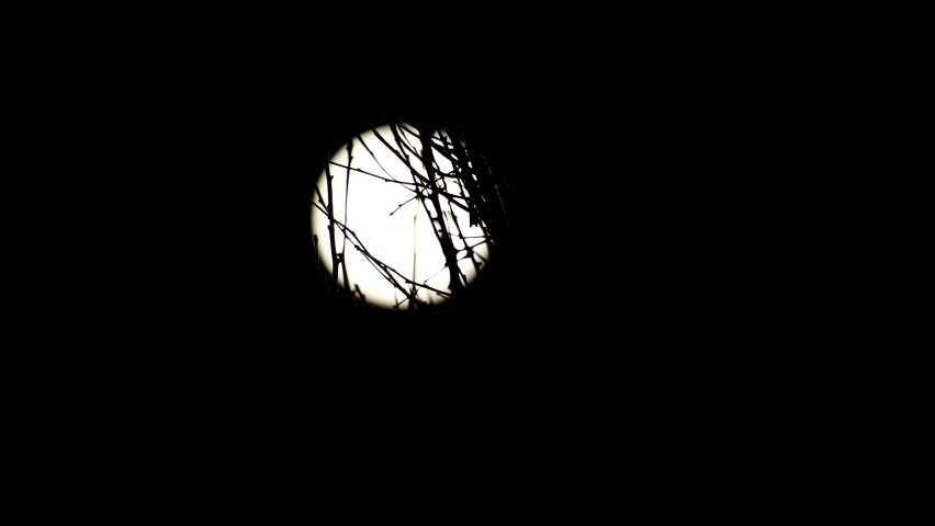 The sinking full moon beyond leafless Gingko tree at winter dawn
