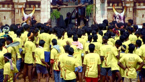 Madurai , Tamil Nadu , India - 04 15 2017: Crowd parts to make way for Jallikattu bull