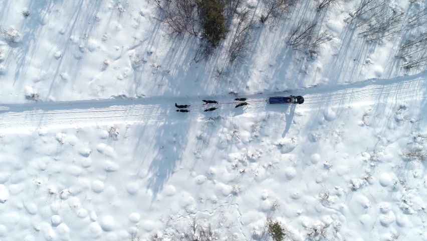 Flight top down team of sled dogs quickly travels through winter snow-covered forest, tundra. North polar expedition. Incredible historical transport dog riding. Overcome, strength, adventure Stock 4k