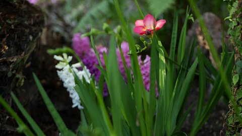 Tiny freesia hyacinth purple flower in forest, California USA. Springtime morning atmosphere, delicate tiny violet pink green plant. Spring fairy botanical pure freshness. Wilderness wood ecosystem.