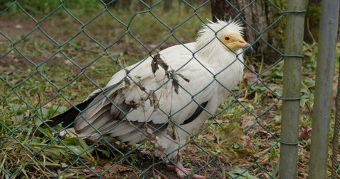 Egyptian vulture (Neophron percnopterus), also called the white scavenger vulture or pharaoh's chicken in the cage.