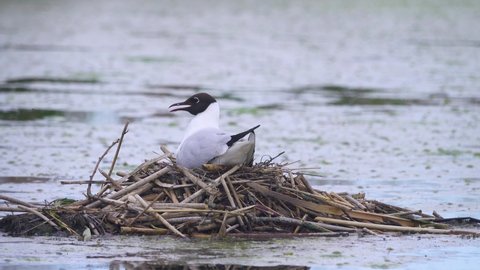 Most common in Europe Black-headed gull (Larus ridibundus) is sitting (brooding) on unusual nest in middle of a pond. The rise of a seagull from the nest. Chicks in the nest