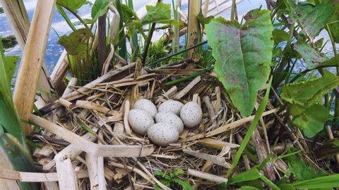 European coot (Fulica atra) nest on eutrophication of a reservoir. Development of surface vegetation, nest is made of cattail (Typha). Horse sorrel dock (Rumex crispus) as a shelter. North Europe