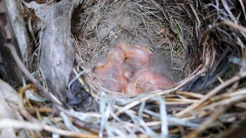 Guide of birds' nests. Nest of Blackbird (Turdus merula) with nestlings at age of several days (embryonic fluff, eyes open on day 4) in hollow of tree. Mixed forests of Northern Europe