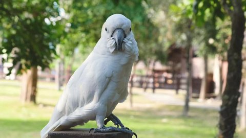 white parrot is perched on a brown wooden fence.