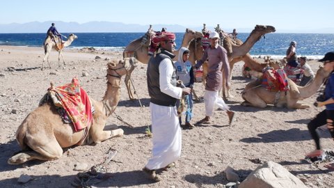 SINAI, EGYPT - JANUARY 16, 2018: Camels prepared for the tourist ride on the shore of the Gulf of Aqaba near Blue Hole. 4K, Editorial, Handheld.