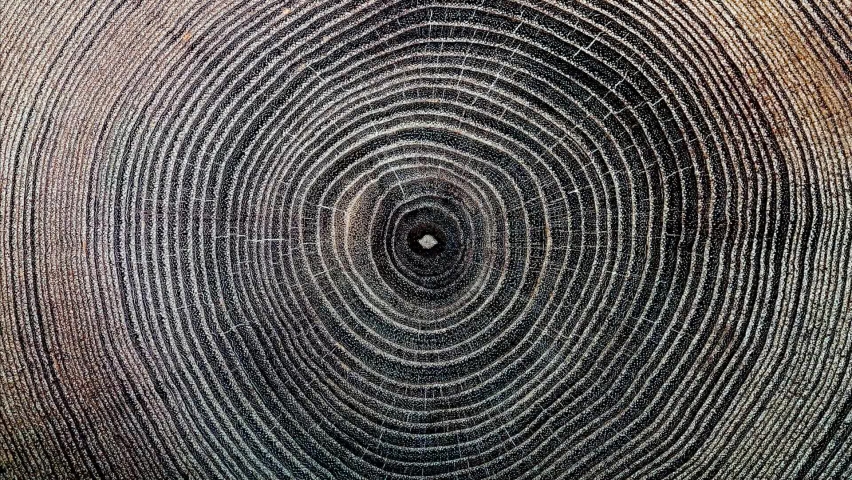 Rings texture of old tree. Move or cause to move in a circle around an axis or center Royalty-Free Stock Footage #1084151449
