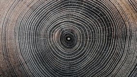 Rings texture of old tree. Move or cause to move in a circle around an axis or center - Powered by Shutterstock - Get 15% off with code: PIKWIZARD15