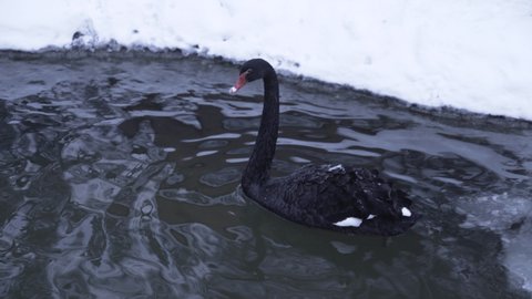 Black swan swimming in frozen pool