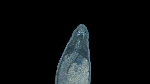 Nemertea worm under a microscope, family Tetrastemmatidae, genus Tetrastemma sp. Mostly predators, but there are also scavengers. Red sea