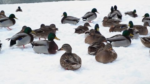 A group of ducks, pigeons and drakes walk in the snow in winter. Birds fly, sit, eat seeds, flap their wings on the river bank. A river, lake and water are visible in the background. 4K