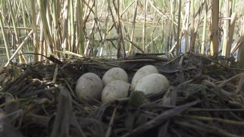 Bird's Nest Guide. Nidology. Slavonian grebe (Podiceps auritus) floating nest in reed beds of southern eutrophic lake with abundance of common reed (Phragmites australis) among gull colony