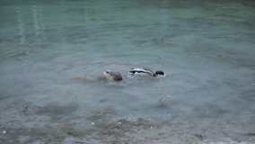 Wild ducks swimming in clear lake water of Lago di Braies, Dolomite Alps, Italy. Calming morning scene. UHD 4k video