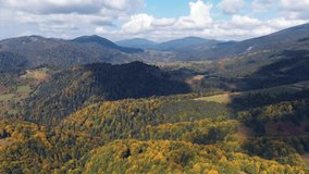 Aerial view from drone to picturesque autumn mountains with red beech forest in the Carpathian mountains, Ukraine. UHD 4k video