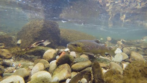 Underwater footage swimming Brown Trout. Preparing for spawning. Live in the river habitat. Wild trout (Salmo trutta morpha fario). Underwater mountain creek, nature light. Nice fish.