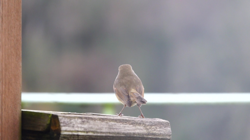 close up of a robin redbreast (Erithacus rubecula) eating food from a wooden bird feeder table